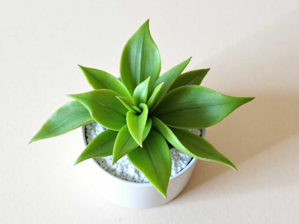How to Fix Succulent Leaves Curling How to Fix Succulent Leaves Curling